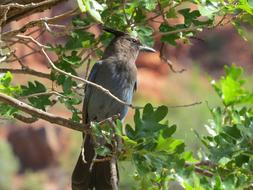 Grand Canyon Bird National