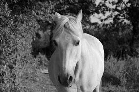 Horse Head Face Eyes