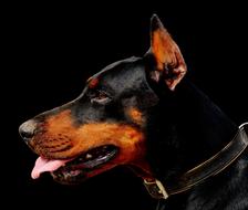 Doberman Dog Animal World