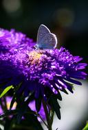 blue butterfly collect nectar on purple flower