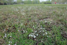 tiny white Flowers among grass, blur background