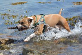 Dog Amstaff Pitbull American