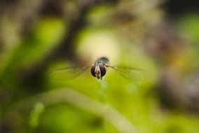dragonfly flying over the grass