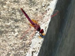 Pipe Vinous Purple Dragonfly