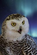 Snowy Owl Male