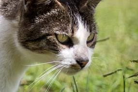 Comanche Cat Feline