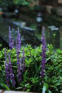 beautiful wild flowers near the lake