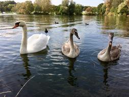 Swan Nature Birds Wild