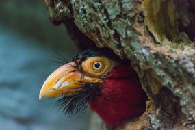 Furrow Beard Bird Colorful