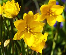 yellow three flowers