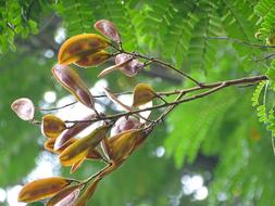 yellow leaves on branches
