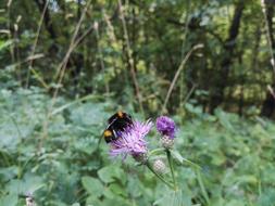 bumblebee feeding on thistle Flower near forest