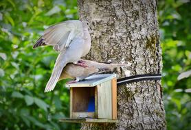 Dove Collared Bird