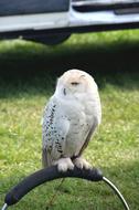 Snowy Owl Bird