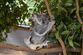 cute koala on a branch in a zoo in brisbane, australia