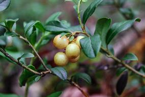 yellow berries on a branch