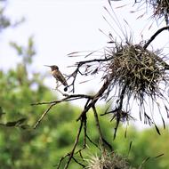 Bird Hummingbird Spanish Moss