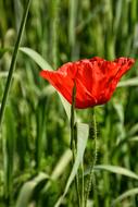 lonely poppy in the grass