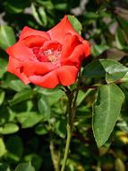 Rose Blossom Bloom