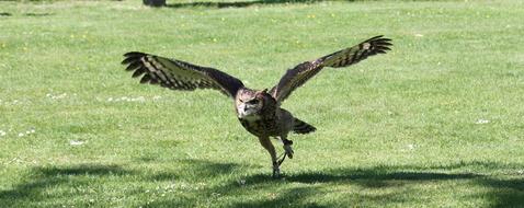 Owl Flying