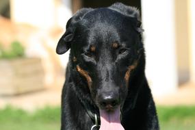 Beauceron Berger De Beauce Dog