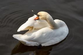 Swan Water Bird