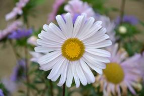 Flower Marguerite Petals Summer
