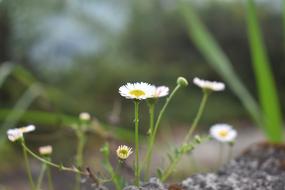 white spring daisies in the forest