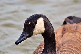 Wild Goose Bird Water