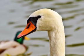 Swan Head Water Bird