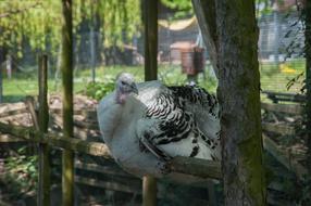 Turkey Wild Bird