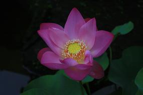 half open Lotus Flower at darkness