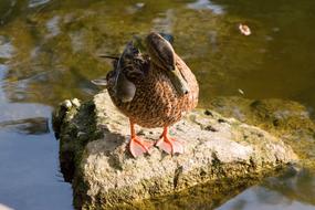 Duck Water Bank