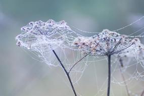 flowers overgrown with cobwebs