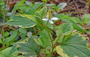 wild flower in the bushes in the forest