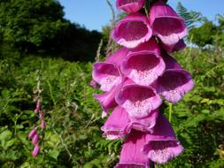 pink foxglove in the countryside in england