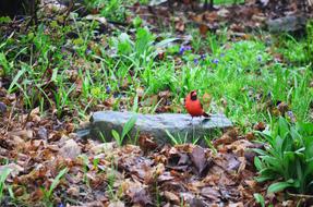 Cardinal Red Bird