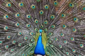 Peacock Color Blue