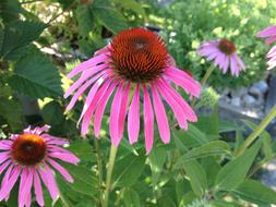 Flower Echinacea