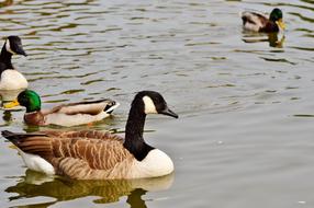 Wild Goose Bird Water