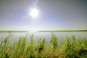 Lake coast grass