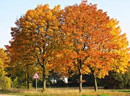 three maple trees with golden foliage, Autumn landscape
