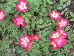 pink gorgeous garden flowers