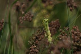 Fishing Locust Praying Mantis