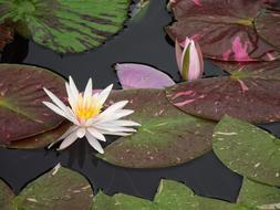 White Water Lily