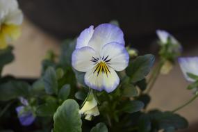 small flowers at home