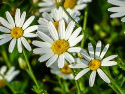 white daisy flowers on sunny day