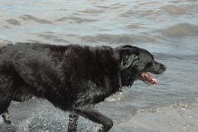 Dog Water Swimming