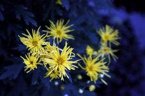 Close-up of the beautiful, yellow chrysanthemum flowers, at blue background with leaves