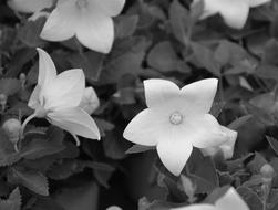 white flower on bushes view